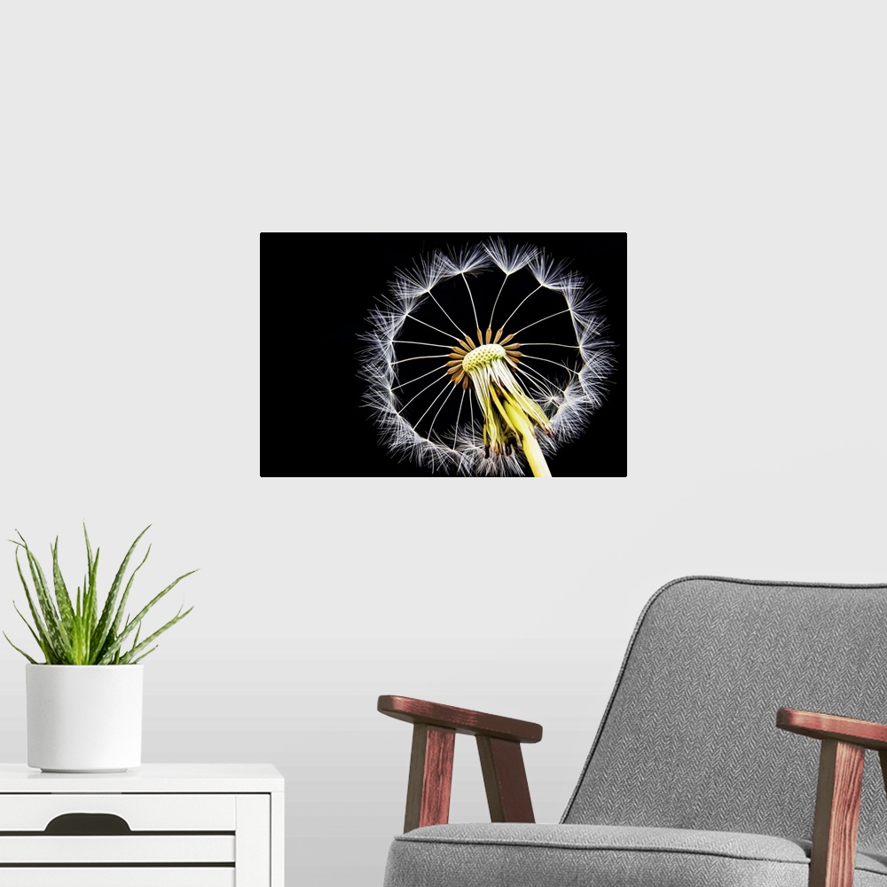 A modern room featuring Macro photograph of a dandelion against a black background.