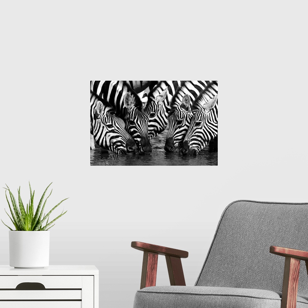 A modern room featuring A herd of zebras drinking from a pond.