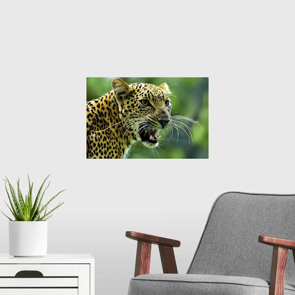A modern room featuring A fierce portrait of a jaguar gazing intently at something while roaring.