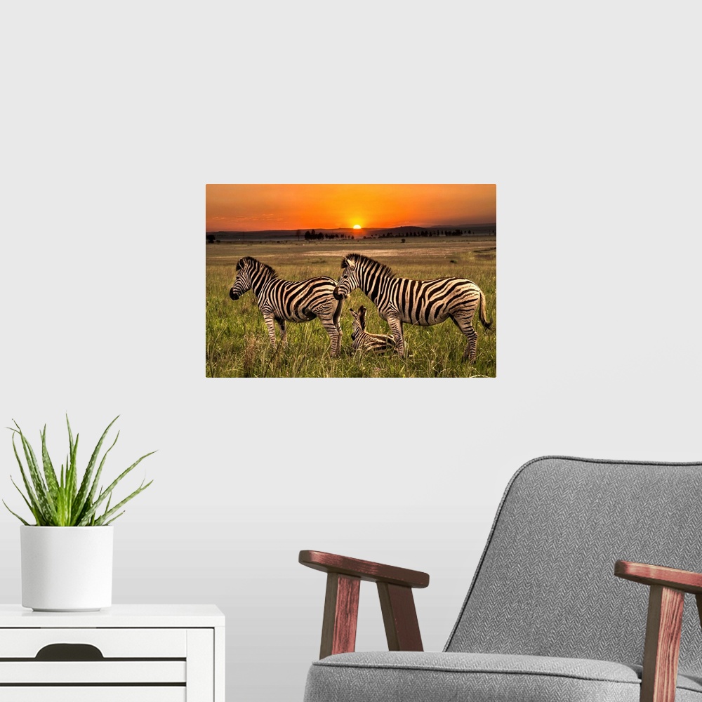 A modern room featuring A family of Zebras on the plain at dawn.