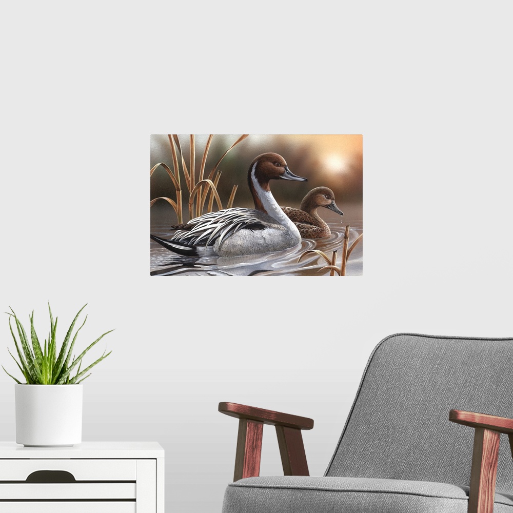 A modern room featuring Pintails