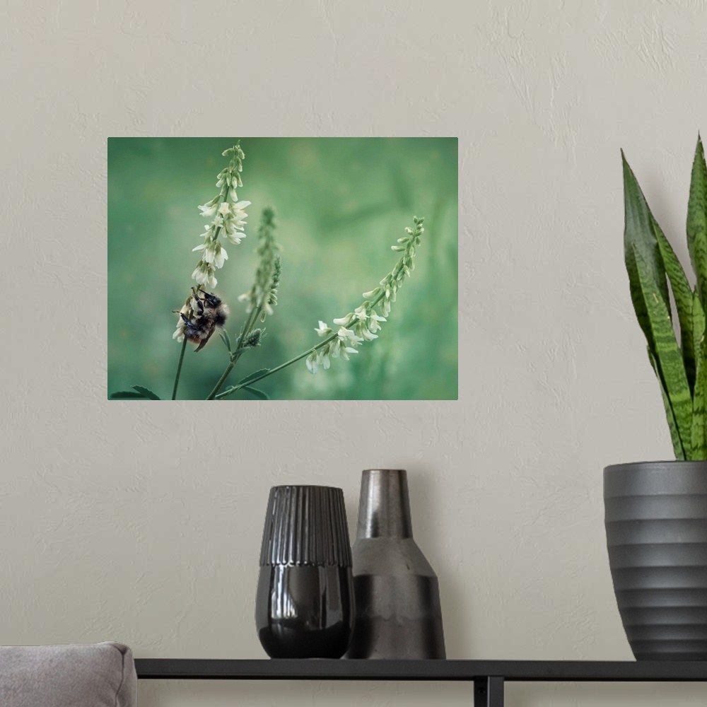 A modern room featuring Bumble bee on sweet clover blossoms