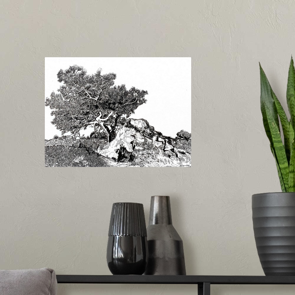 A modern room featuring Torrey Pine Tree, pen and ink drawing by Rd Riccoboni. Torrey pine trees is the rarest native pin...