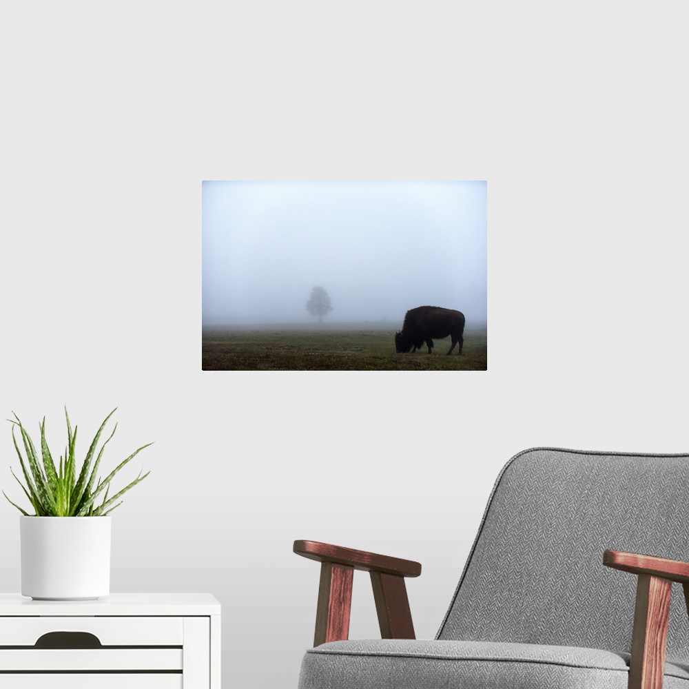 A modern room featuring A bison grazing in a field with a single tree in the distance.