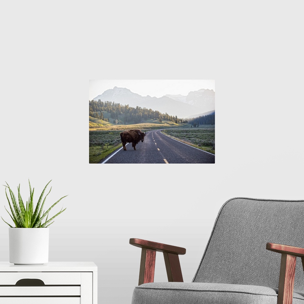 A modern room featuring A large bison crossing a road in Yellowstone National Park.