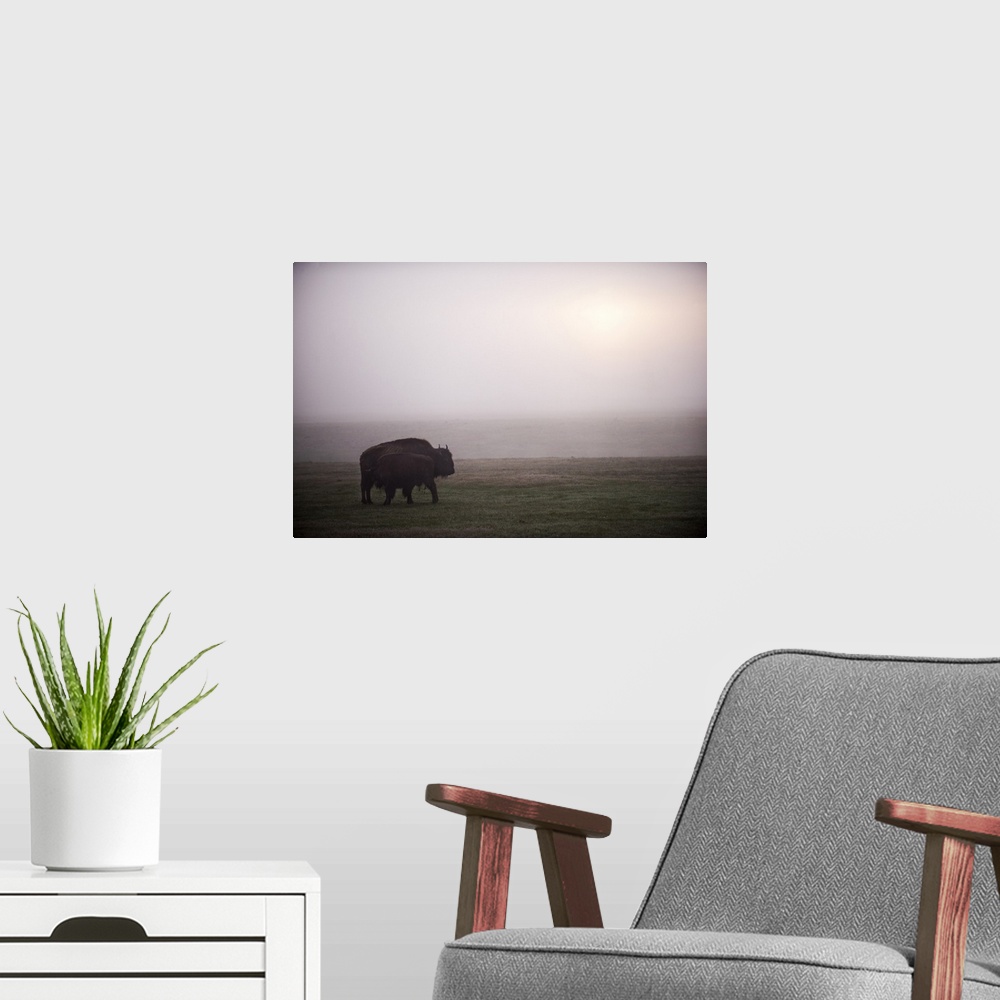 A modern room featuring Two bison in a field of mist at Yellowstone National Park, Wyoming.