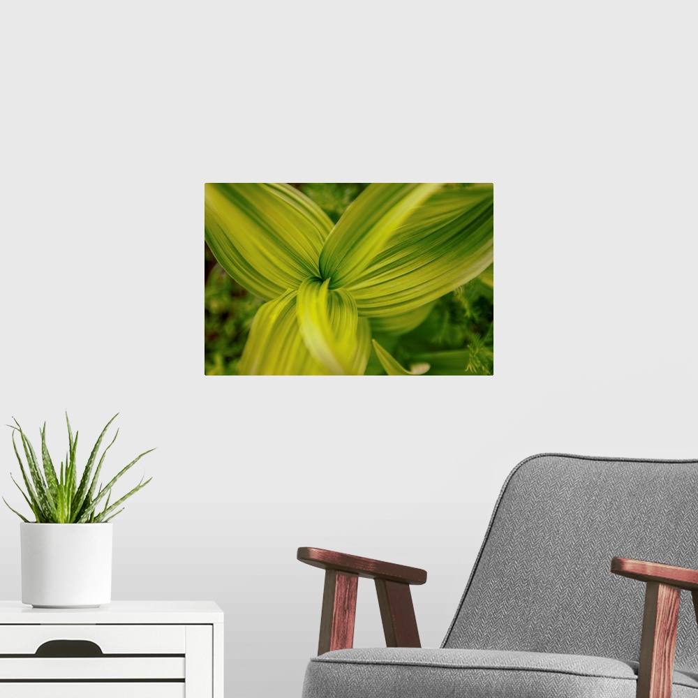 A modern room featuring View of Corn Lily Leaves (Veratrum californicum) at Mount Rainier National Park, Washington.