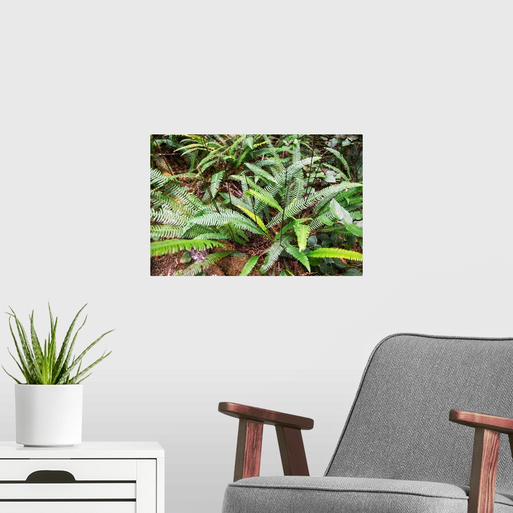 A modern room featuring Deer Fern (Blechnum spicant) is an evergreen fern that grows in Olympic National Park, Washington.