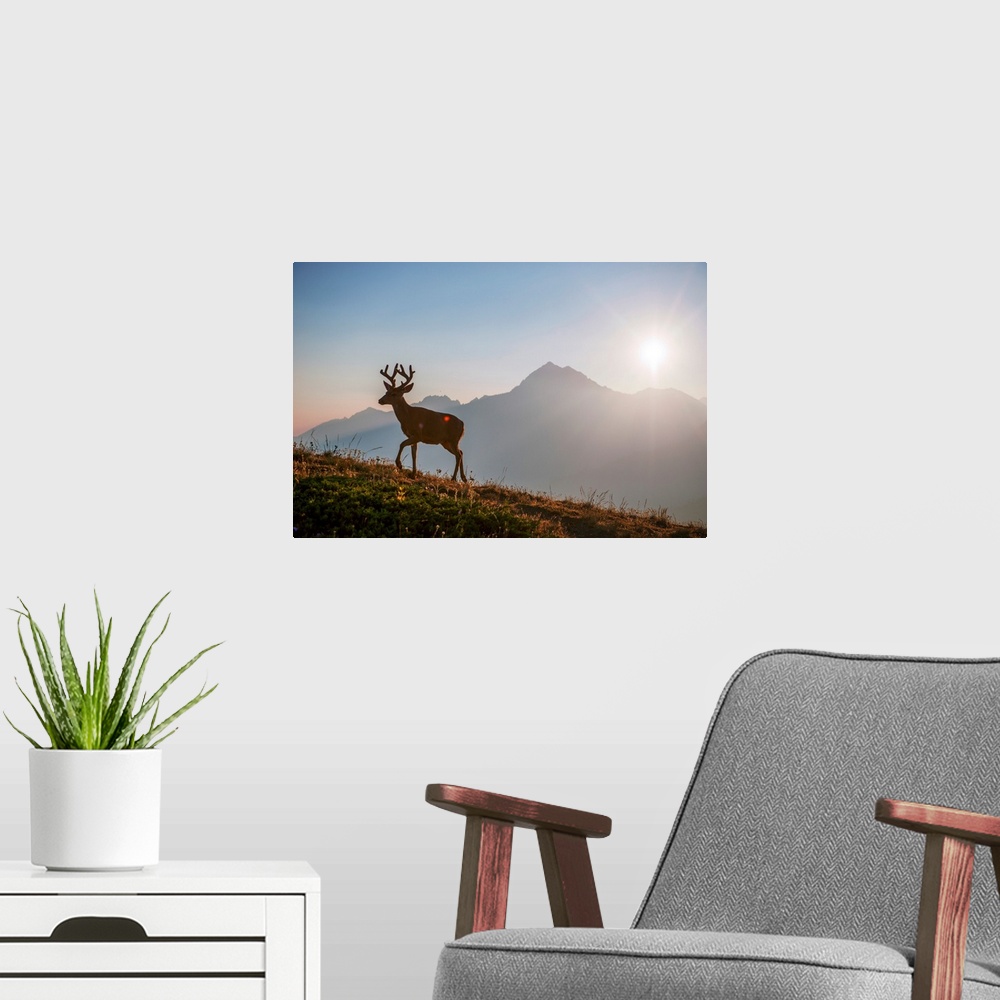 A modern room featuring Early morning view of a deer near Hurricane Hill Trail in Olympic National Park, Washington.