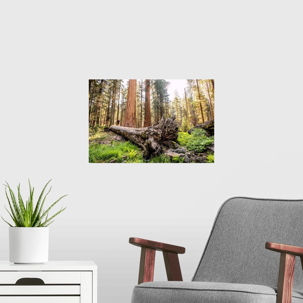 A modern room featuring View of a fallen Sequoia tree in Sequoia National Park, California.