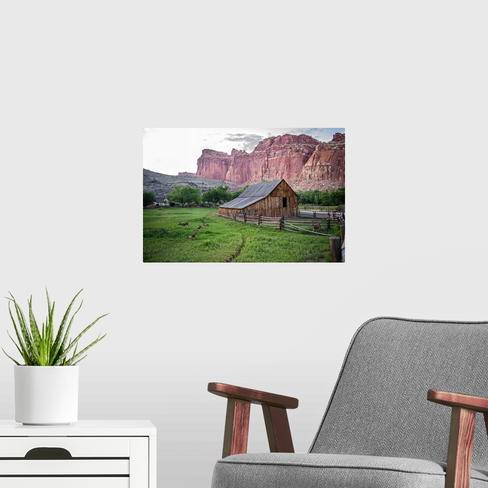 A modern room featuring Deer grazing near the Gifford Homestead at Capitol Reef National Park.