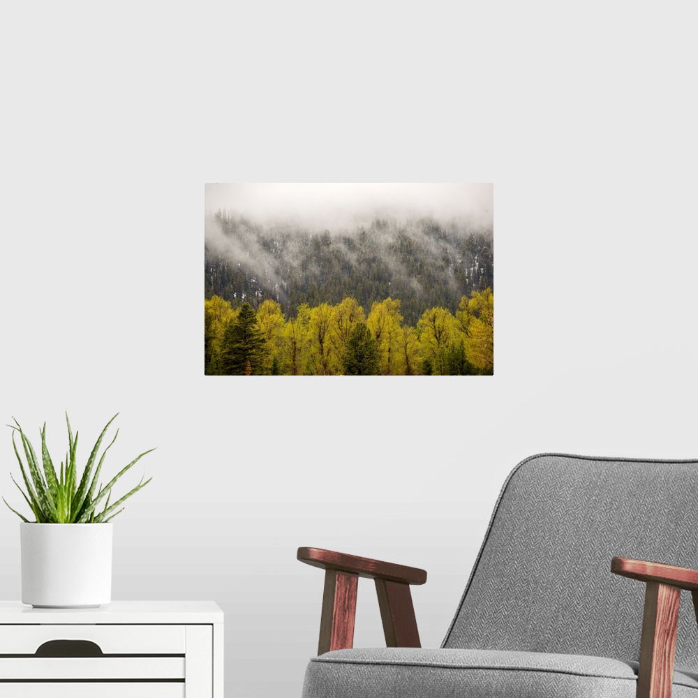 A modern room featuring View of fog cascading over trees in Grand Teton National Park, Wyoming.