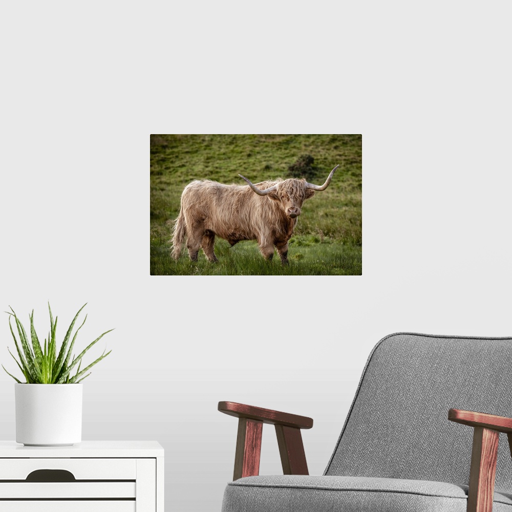 A modern room featuring Photograph of a highland cow in the lush green grass of Scotland, UK.