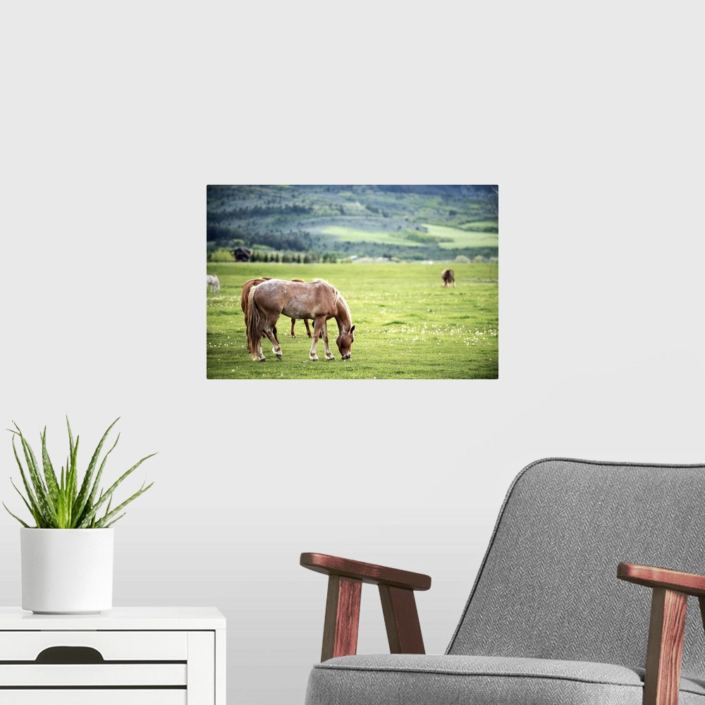 A modern room featuring A herd of horses grazing in a pasture in Arches National Park, Utah.
