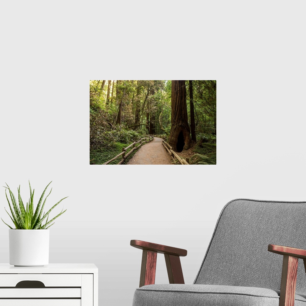 A modern room featuring Landscape photograph inside Muir Woods in California's Golden Gate National Recreation Area.