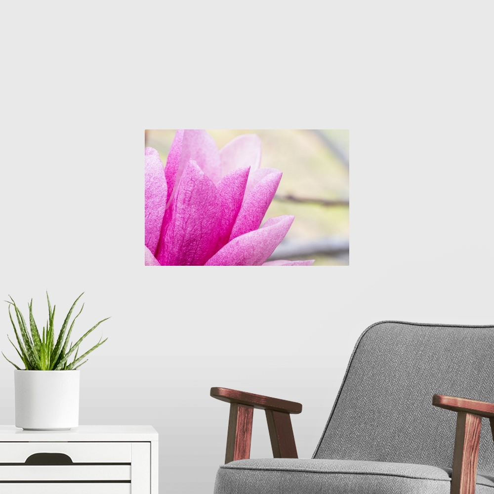 A modern room featuring Close up photograph of pink petals on a flower.