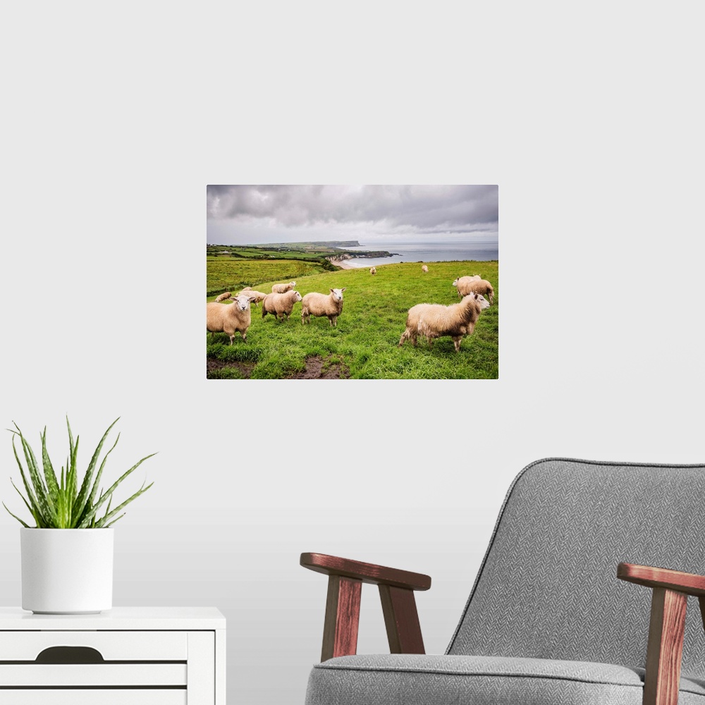 A modern room featuring Photograph of sheep in a field on the coast in County Antrim, Northern Ireland.