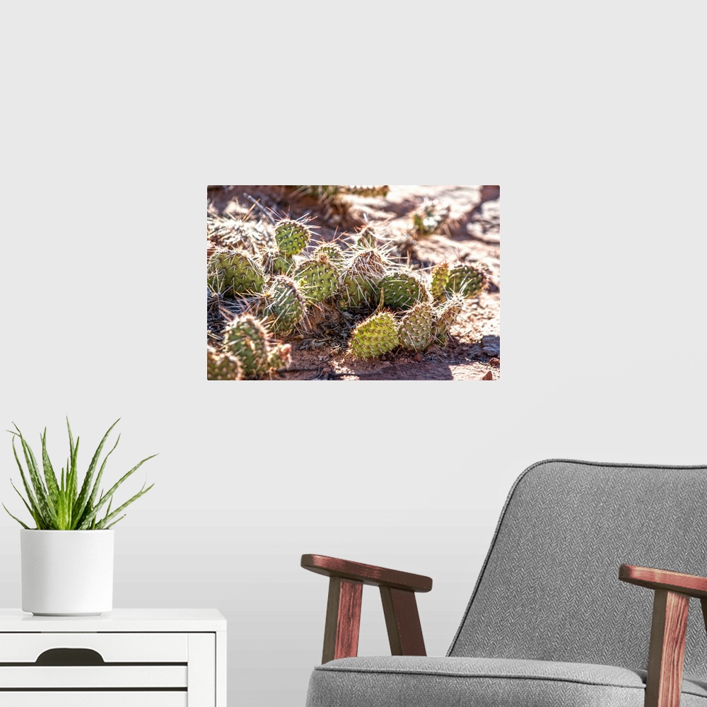 A modern room featuring Sunlight on the long spines of a Prickly Pear Cactus plant in Canyonlands National Park, Utah.