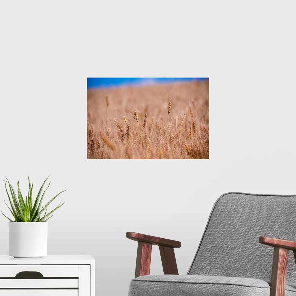 A modern room featuring Wheat Field in Banff National Park, Alberta, Canada.