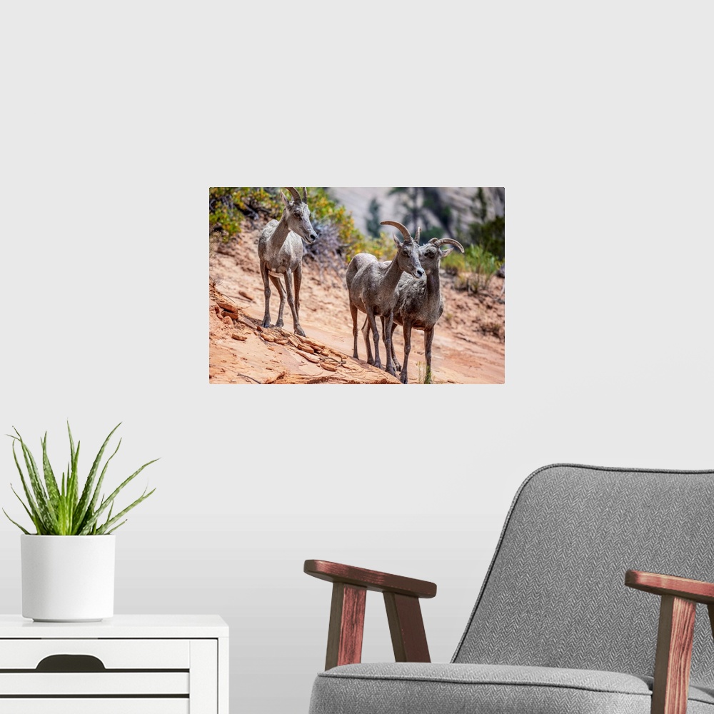 A modern room featuring Wild Mountain Goats at Zion National Park in Utah.