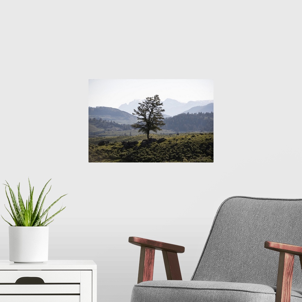 A modern room featuring A lone tree with a mountainous landscape in the background.