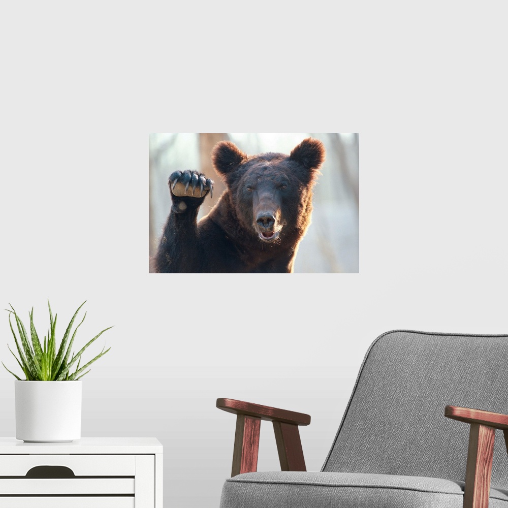 A modern room featuring A close up of a bear with paw raised and claws exposed.