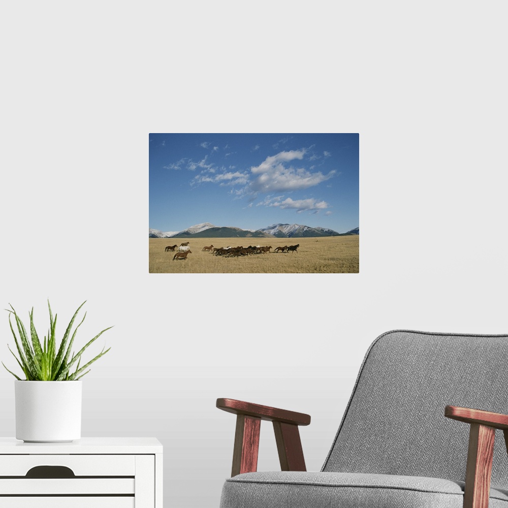 A modern room featuring Mares running over the prairie with the Rocky Mountains in background.