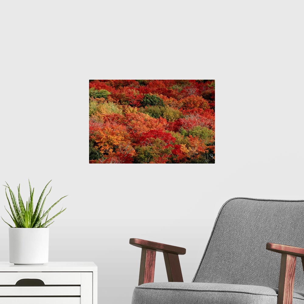 A modern room featuring An aerial view of an autumnal forest.