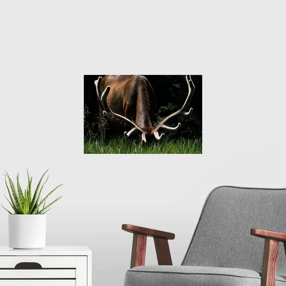 A modern room featuring Antlers sheathed in summer velvet, a mature bull wapiti (Cervus elaphus) grazes near the Gibbon R...