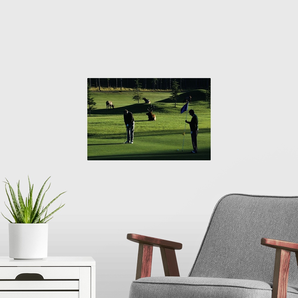 A modern room featuring Two people play golf while elk graze on the golf course.