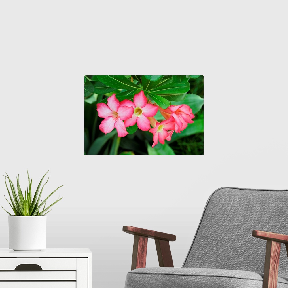 A modern room featuring Desert rose blossoms are vibrantly set off against green leaves.