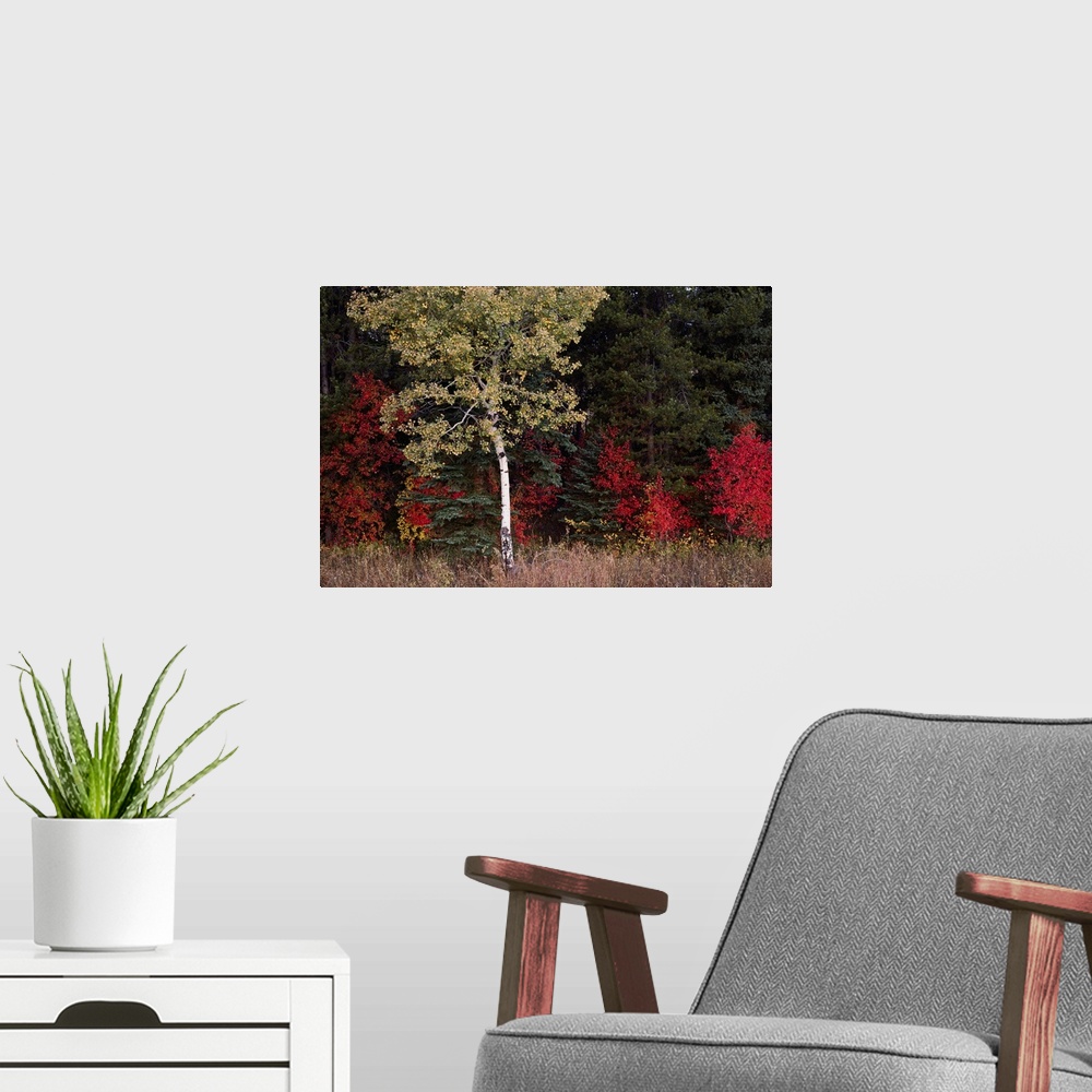 A modern room featuring Flaming shrubs and a slender quaking aspen, Populus tremuloides, glow against a canvas of lodgepo...
