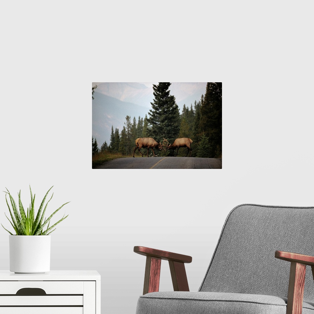 A modern room featuring Two sparring bull elk halt traffic on a park road leading to Lake Minnewanka.