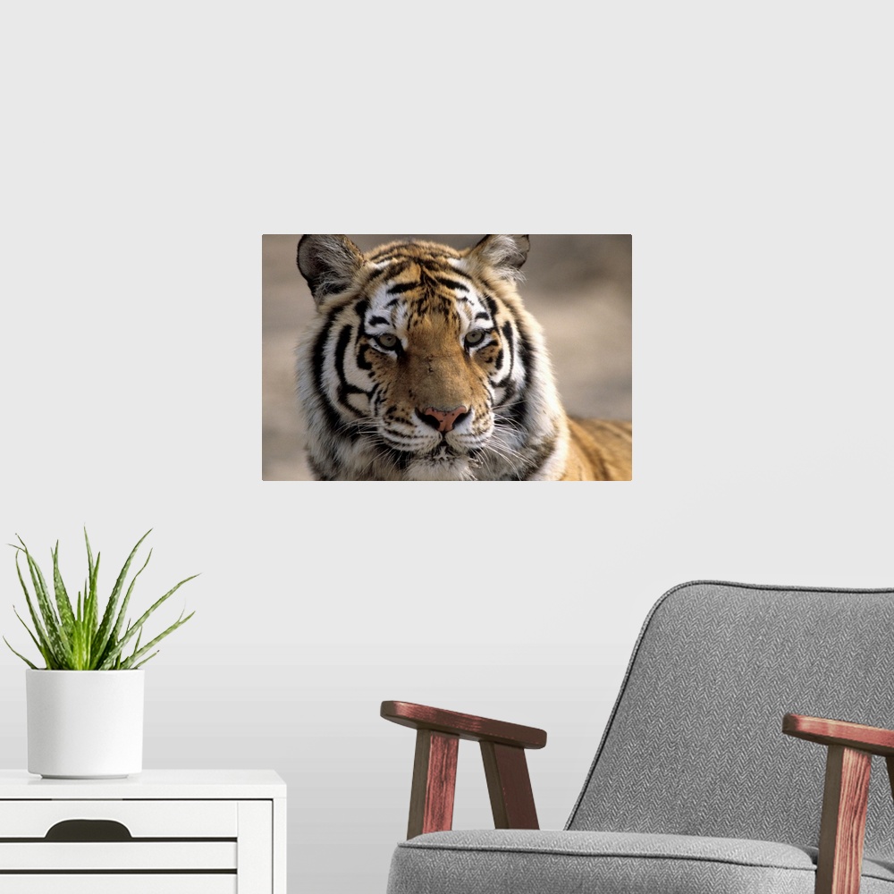 A modern room featuring Tiger, Qinhuangdao Zoo, Hebei Province, China.