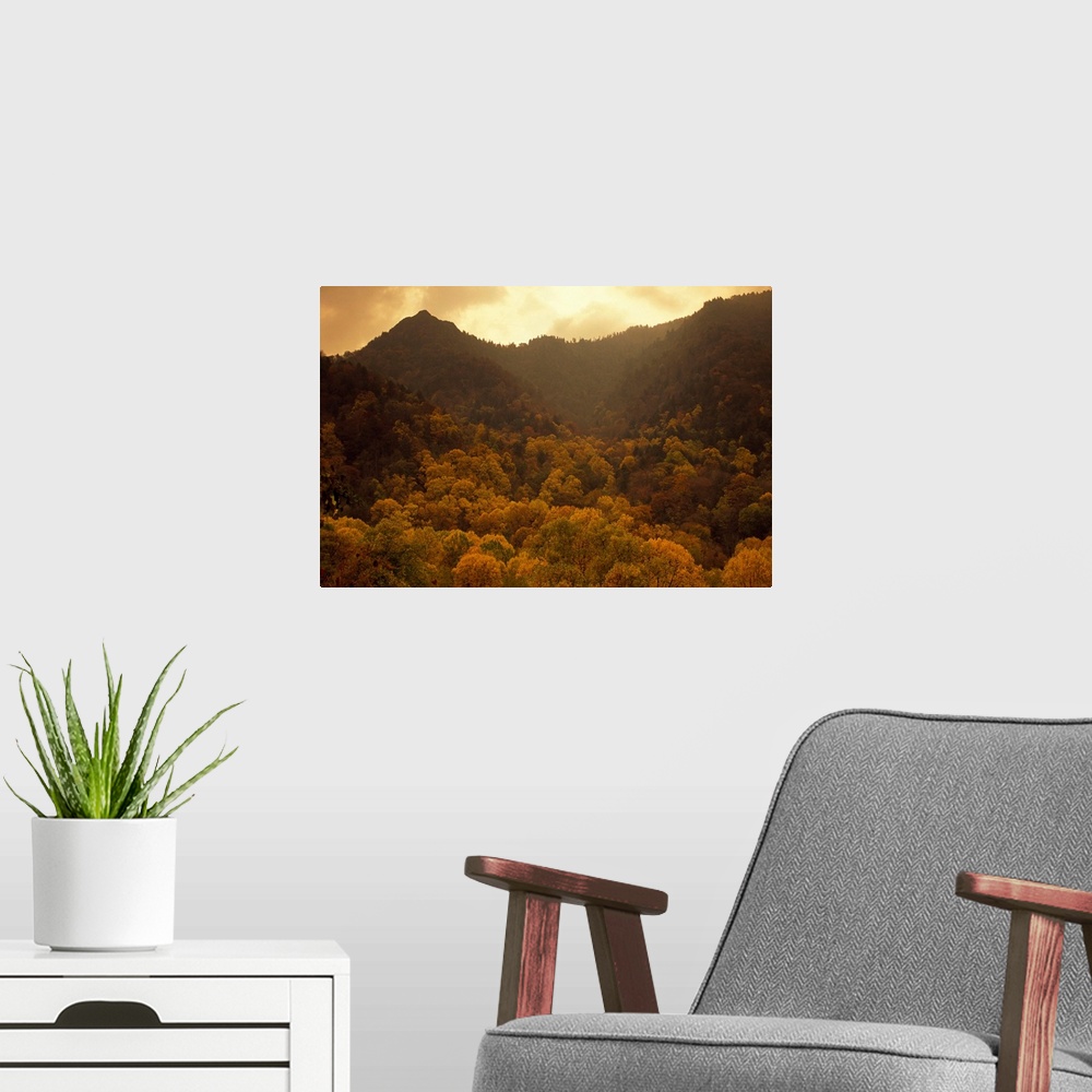 A modern room featuring Trees in autumn hues covering ancient mountain ridges.