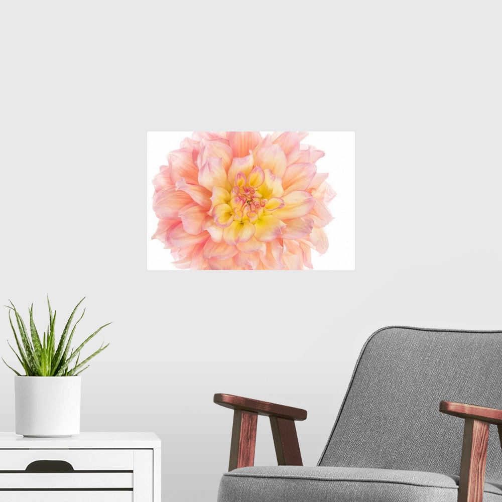 A modern room featuring Photograph of a coral and yellow dahlia bloom on a white background.