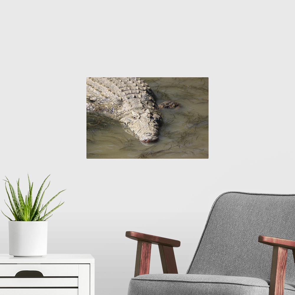 A modern room featuring A crocodile, St. Lucia Wetlands, Kwa-Zulu Natal, South Africa, Africa