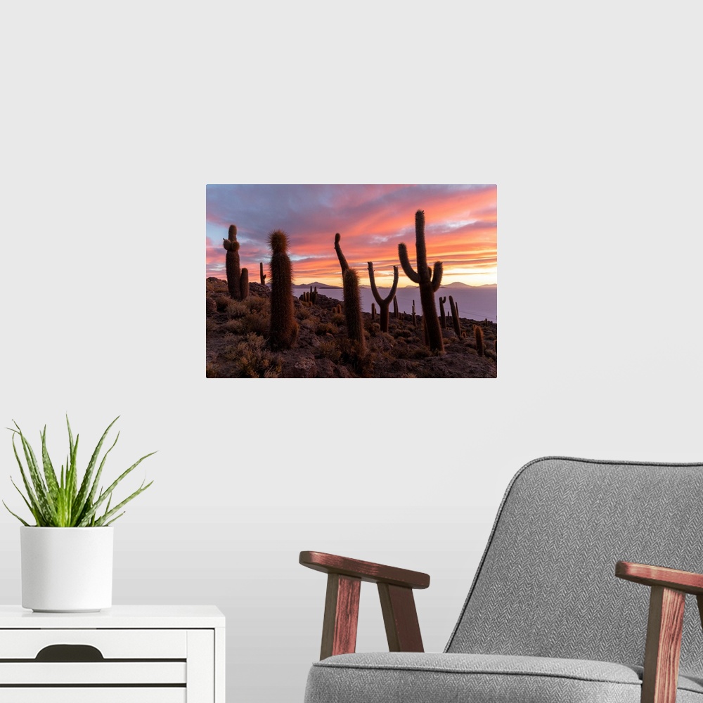 A modern room featuring A forest of giant cardon cactus (Echinopsis atacamensis) at sunset on Isla Incahuasi, on the Sala...