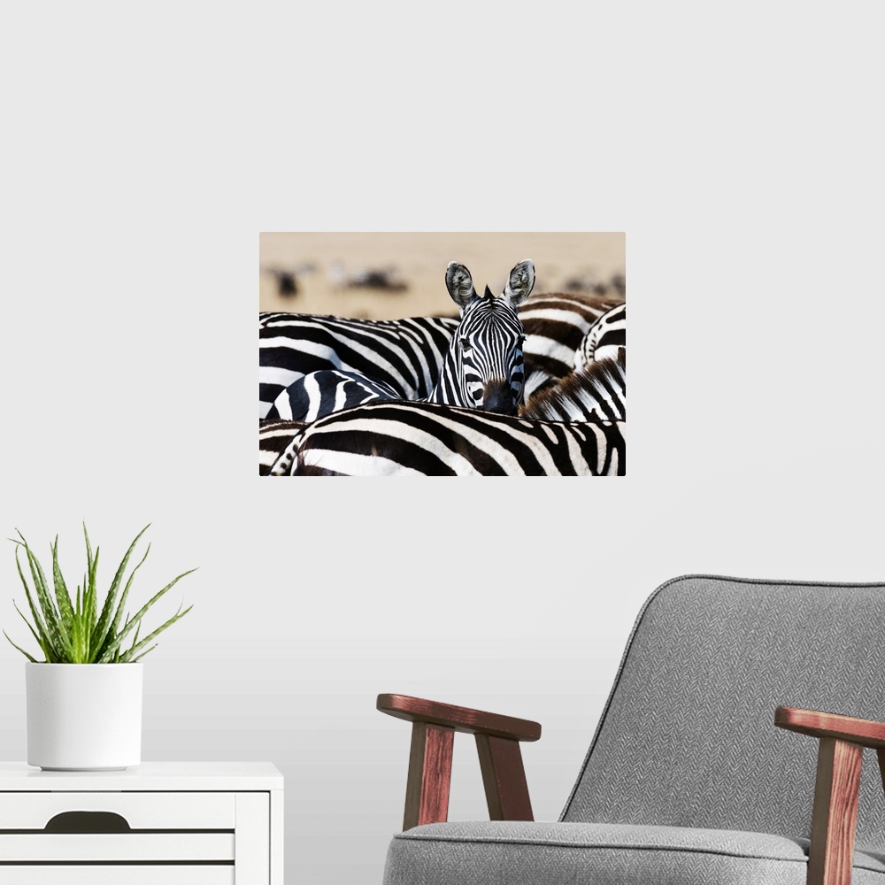 A modern room featuring A Grant's zebra (Equus quagga boehmi) looking at the camera, Masai Mara National Reserve, Kenya, ...
