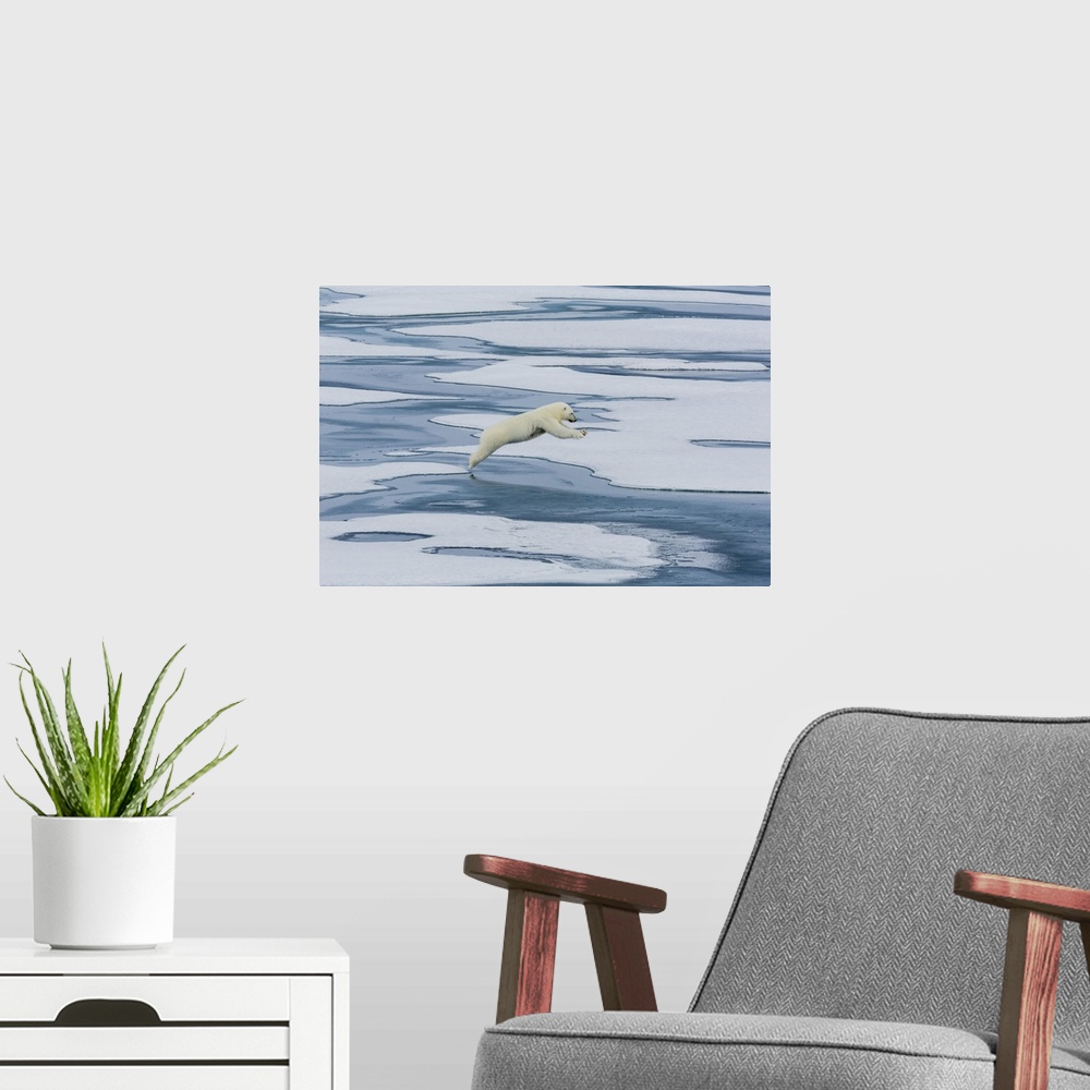 A modern room featuring A mother polar bear (Ursus maritimus) leaping between floes in Lancaster Sound, Nunavut, Canada, ...