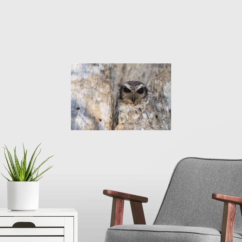 A modern room featuring A wild adult bare-legged owl, endemic to Cuba, Zapata National Park, Cuba, West Indies, Caribbean