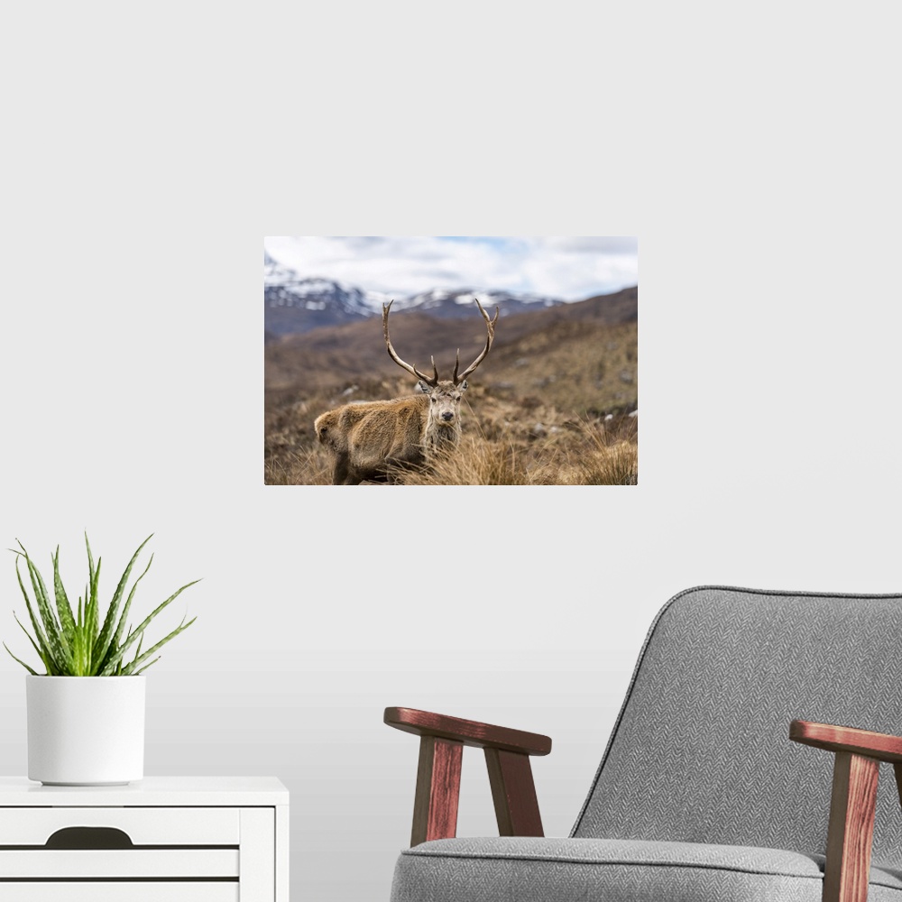 A modern room featuring A wild Red Deer with big antlers in the Scottish Highlands in Torridon along The Cape Wrath Trail...