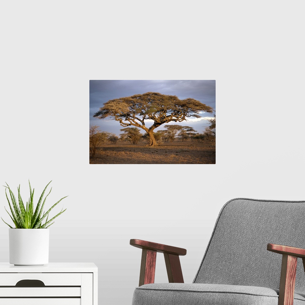 A modern room featuring Acacia tree (Acacia Tortilis), Serengeti, Tanzania, East Africa, Africa