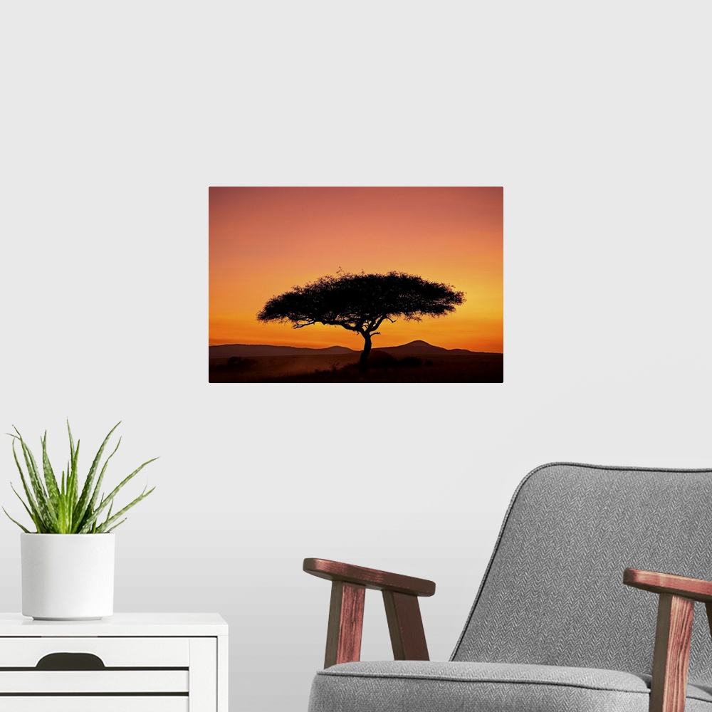 A modern room featuring Acacia tree silhouetted at dawn, Masai Mara Game Reserve, Kenya, East Africa, Africa