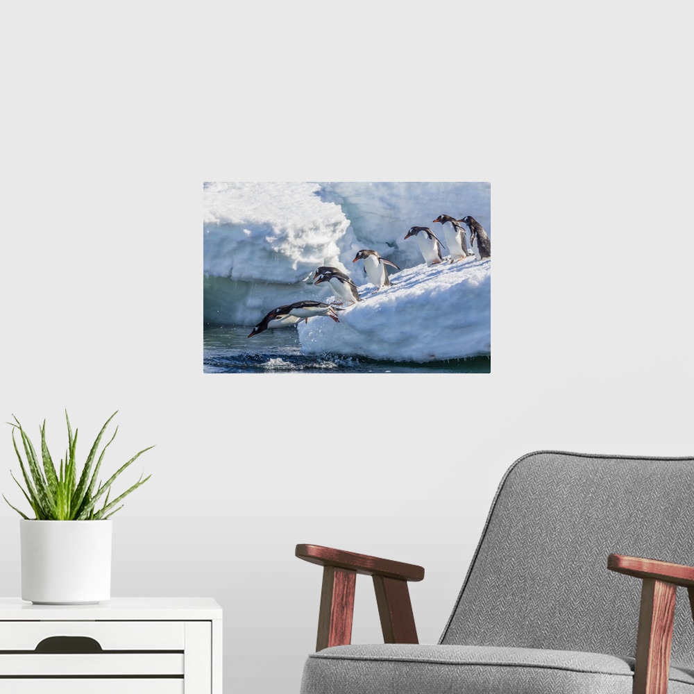 A modern room featuring Adult gentoo penguins (Pygoscelis papua) leaping into the sea in Mickelson Harbor, Antarctica, So...