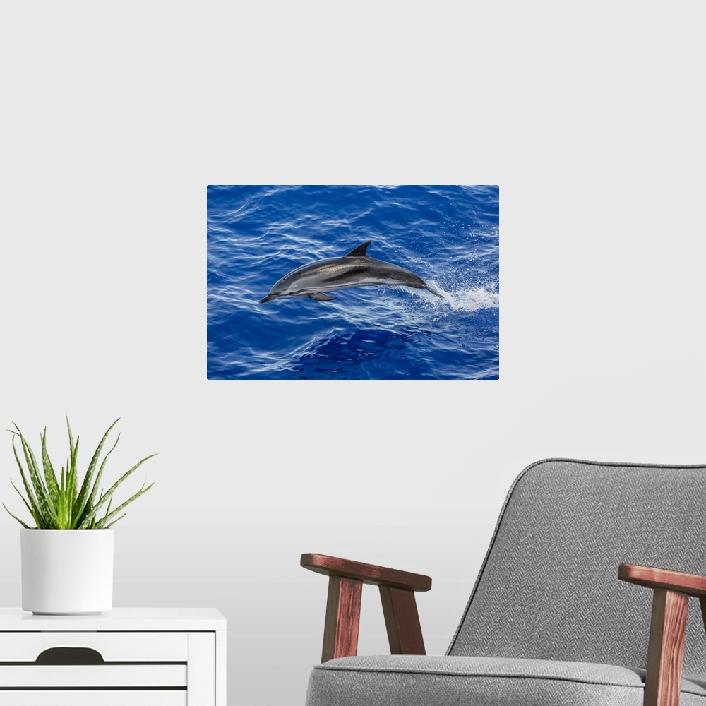 A modern room featuring Adult striped dolphin (Stenella coeruleoalba) leaping near La Gomera, Canary Islands, Spain, Atla...