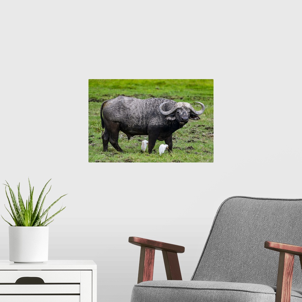A modern room featuring African buffalo (Syncerus caffer), Amboseli National Park, Kenya, East Africa, Africa