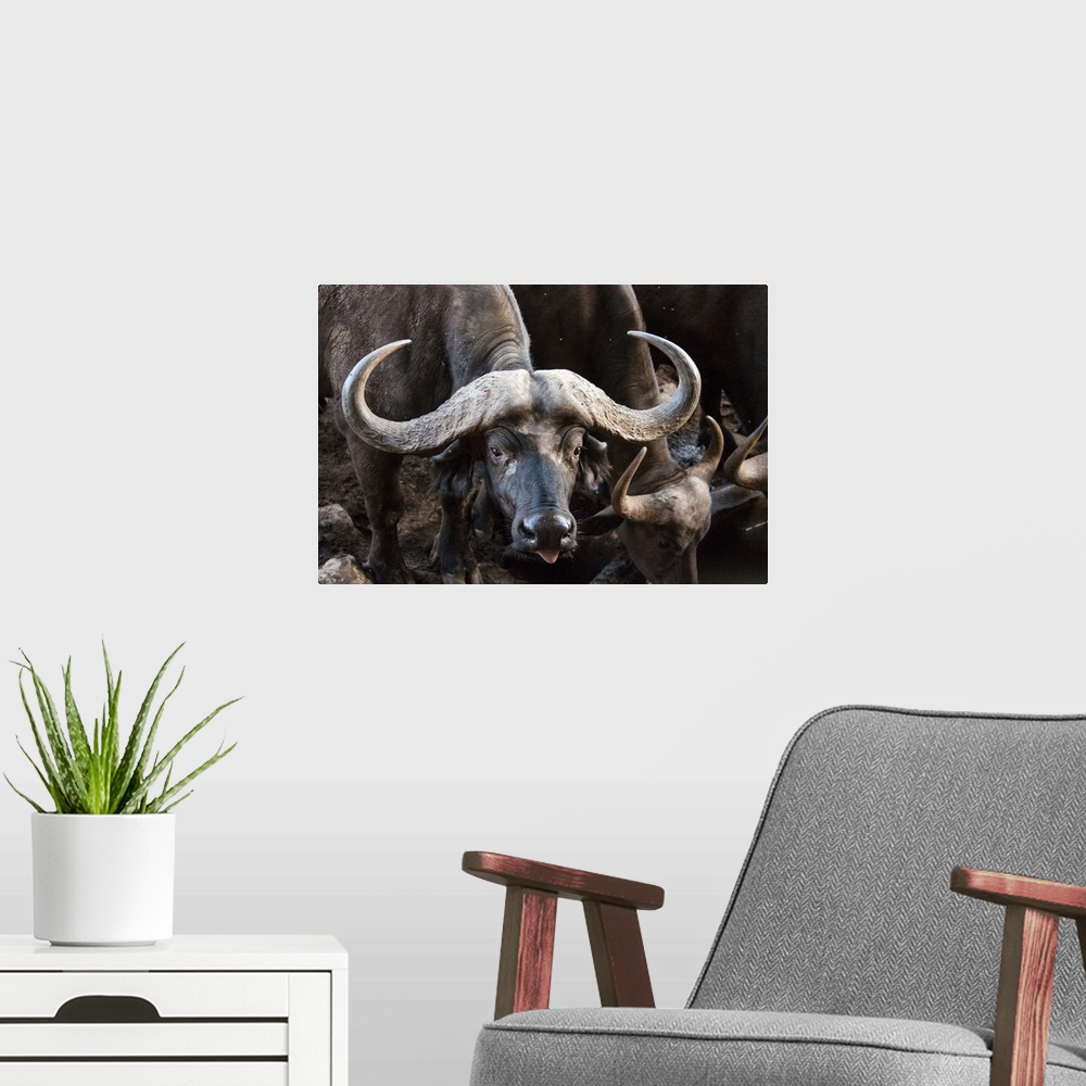 A modern room featuring African Buffalo (Syncerus caffer) drinking, Taita Hills Wildlife Sanctuary, Kenya, East Africa, A...