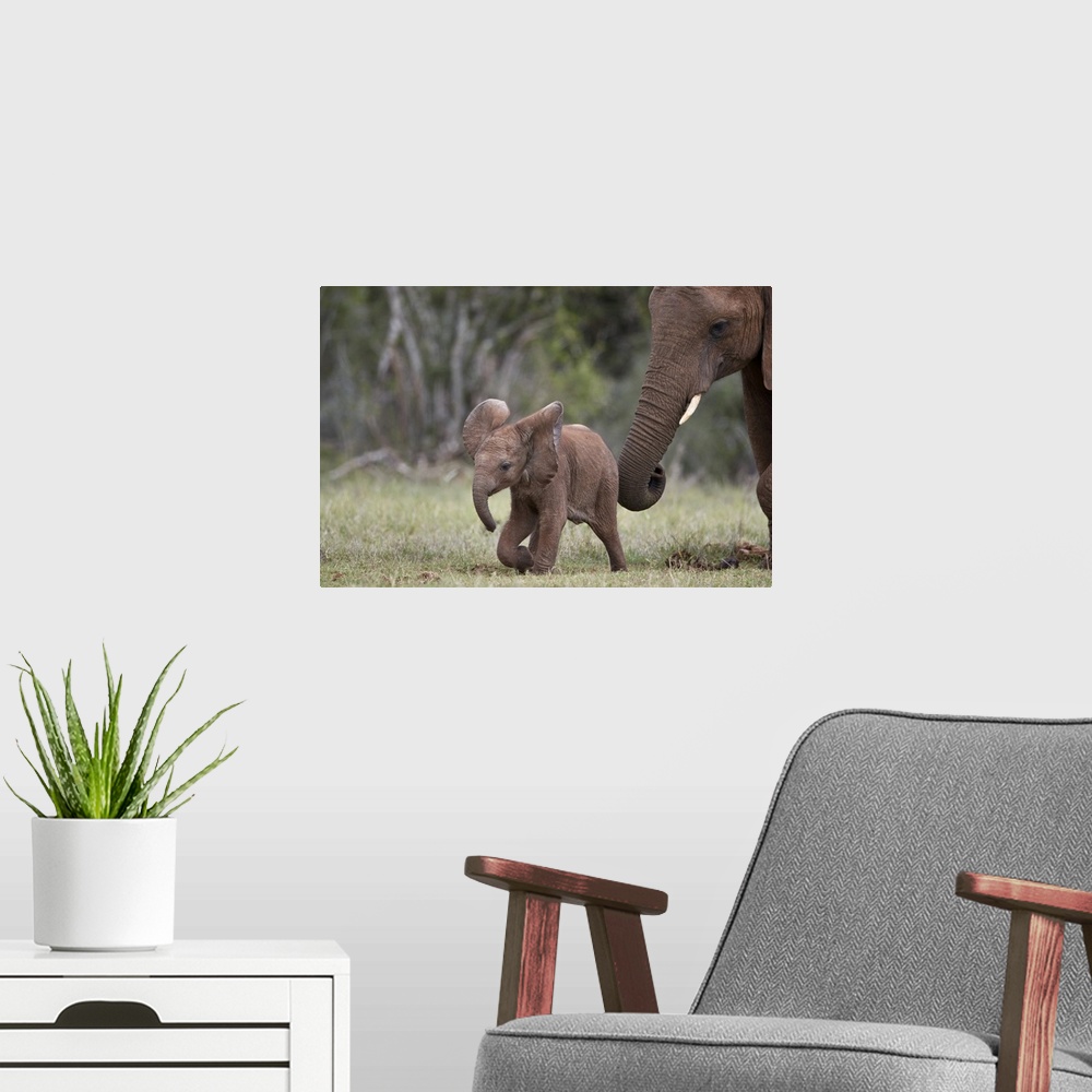 A modern room featuring African Elephant (Loxodonta africana) baby and mother, Addo Elephant National Park, South Africa,...