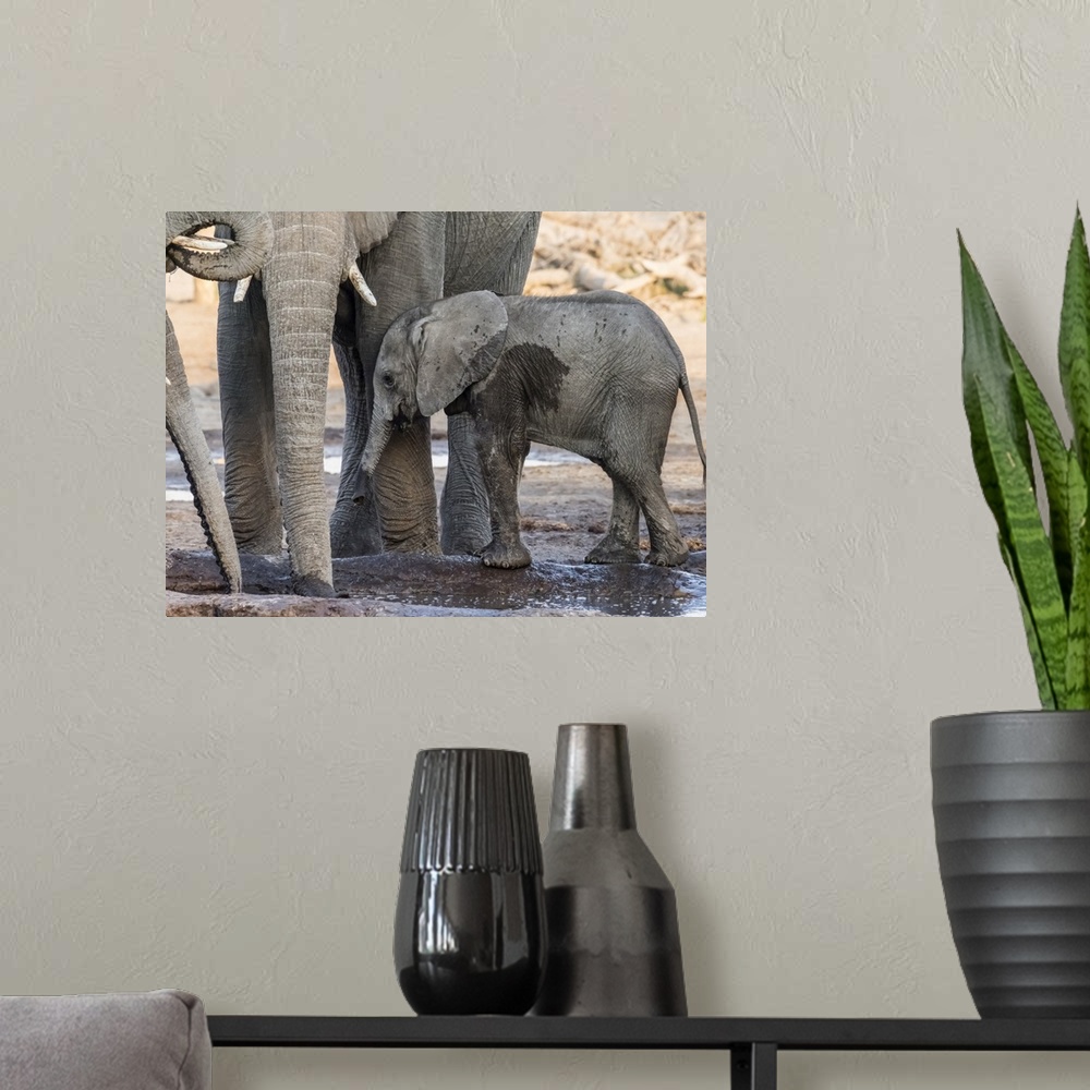 A modern room featuring African elephant (Loxodonta africana), calf drinking at a watering hole in the Okavango Delta, Bo...
